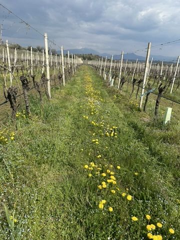 13 VENCIU - VIGNETO