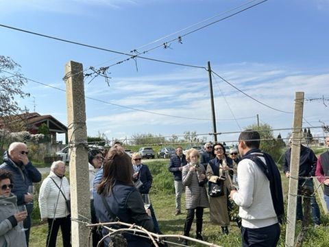 15 VENCIU - VIGNETO
