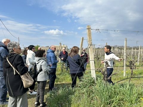 16 VENCIU - VIGNETO