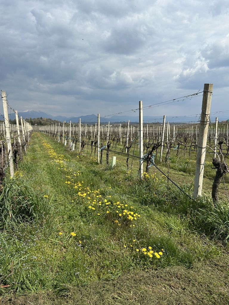 18 VENCIU - VIGNETO